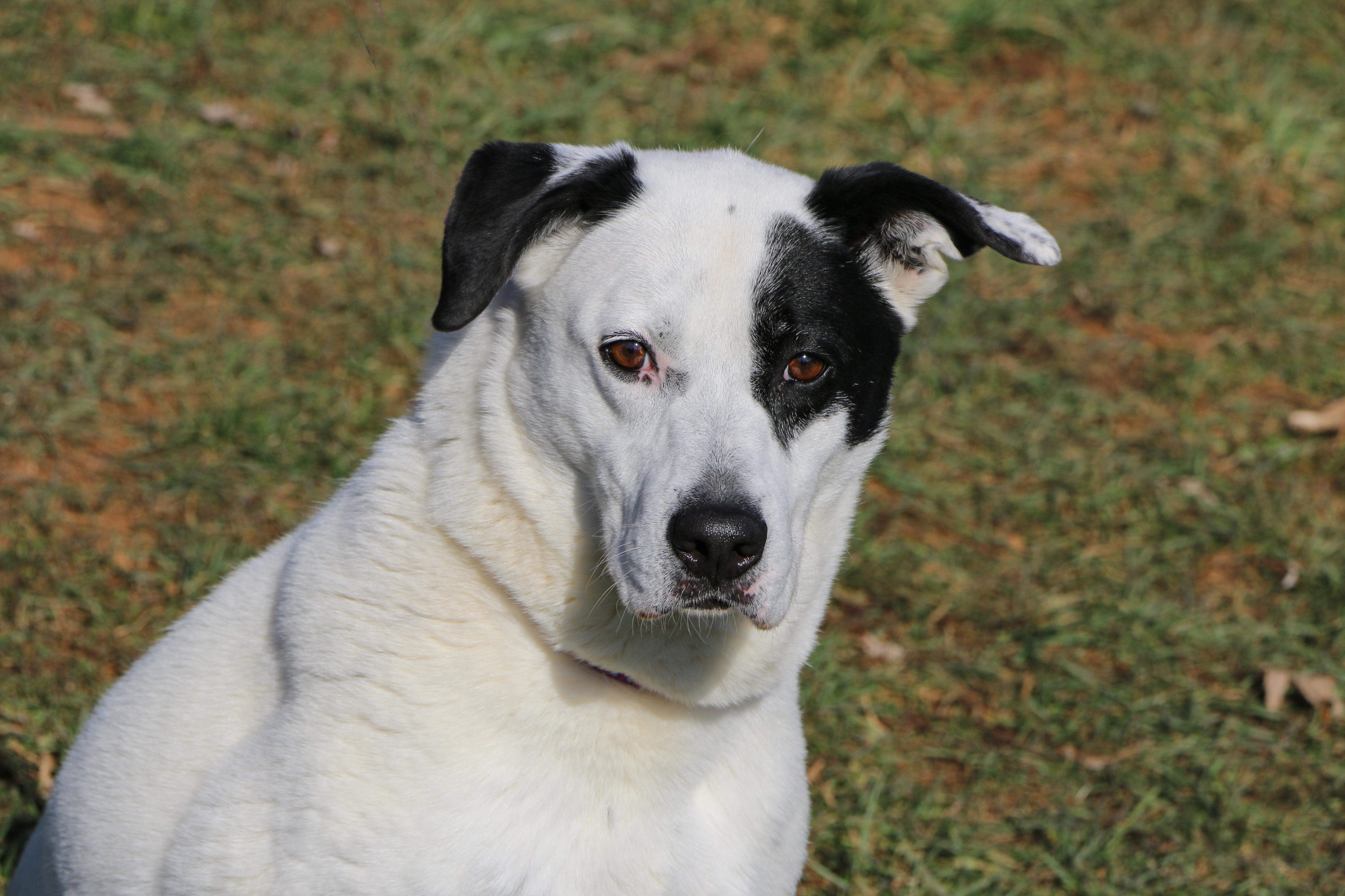 Speckles, Adoptable, Adult Female Border Collie.