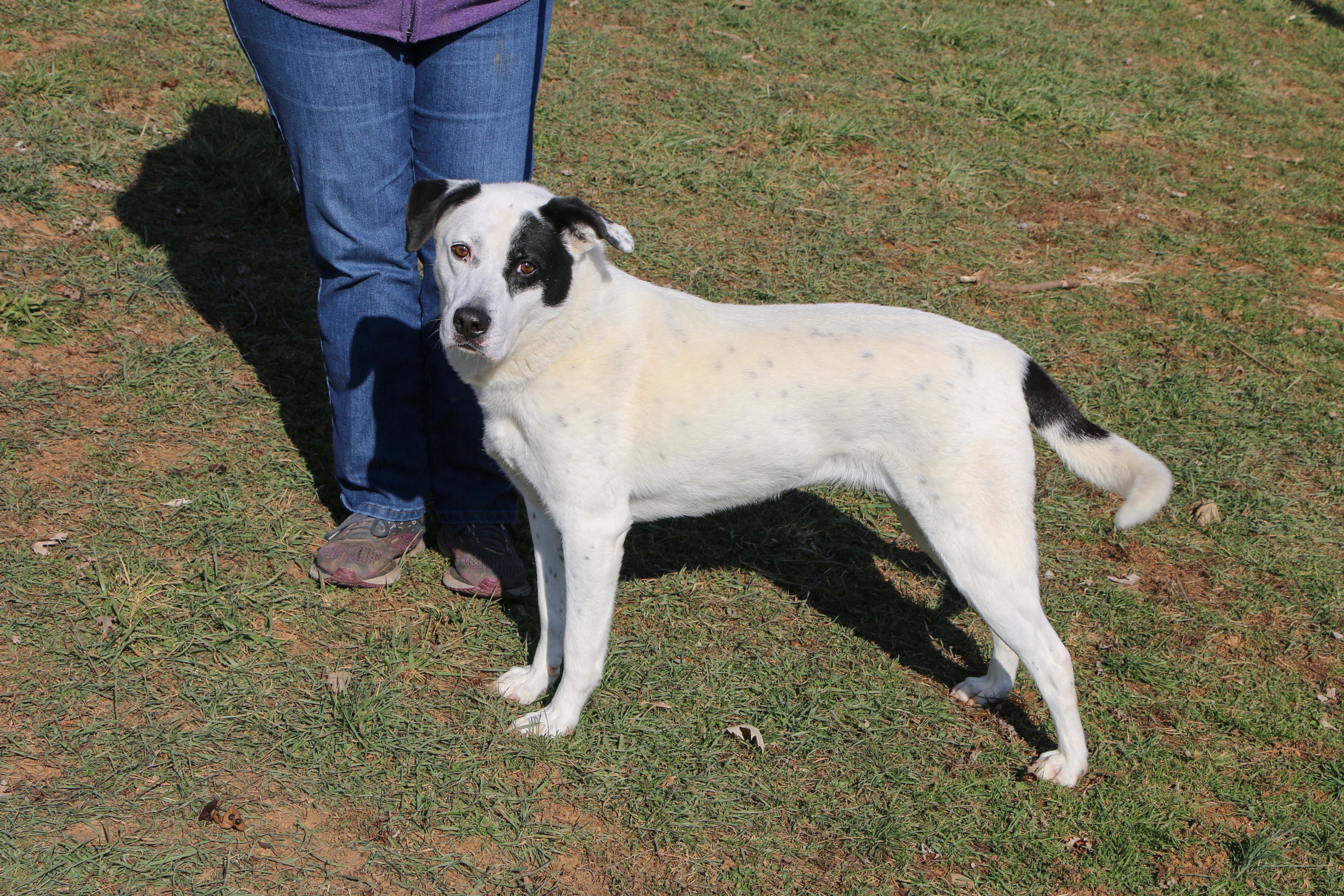 Enlarge Speckles, a Adoptable mixed breed in Charles Town, WV image 5/5