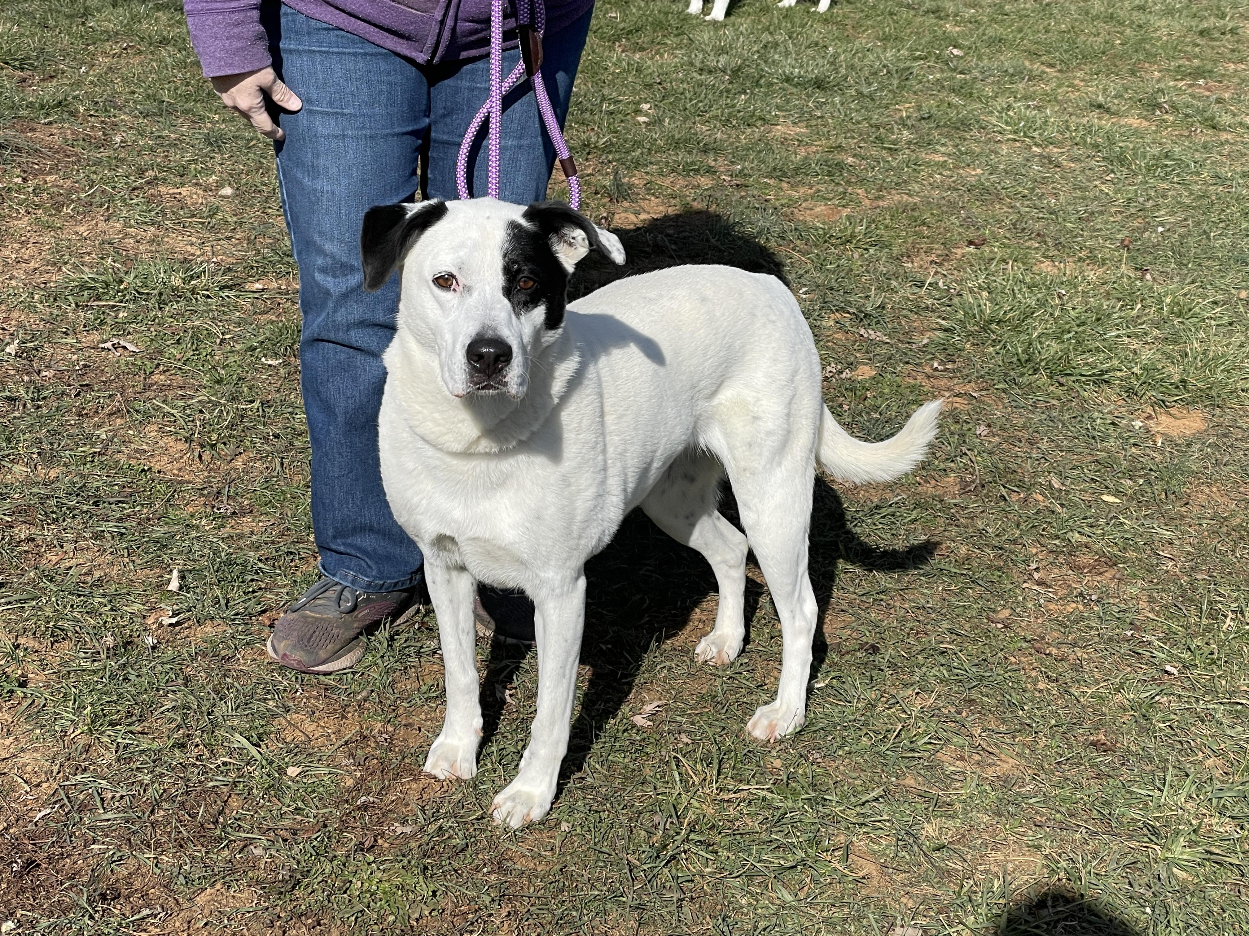 Enlarge Speckles, a Adoptable mixed breed in Charles Town, WV image 3/5