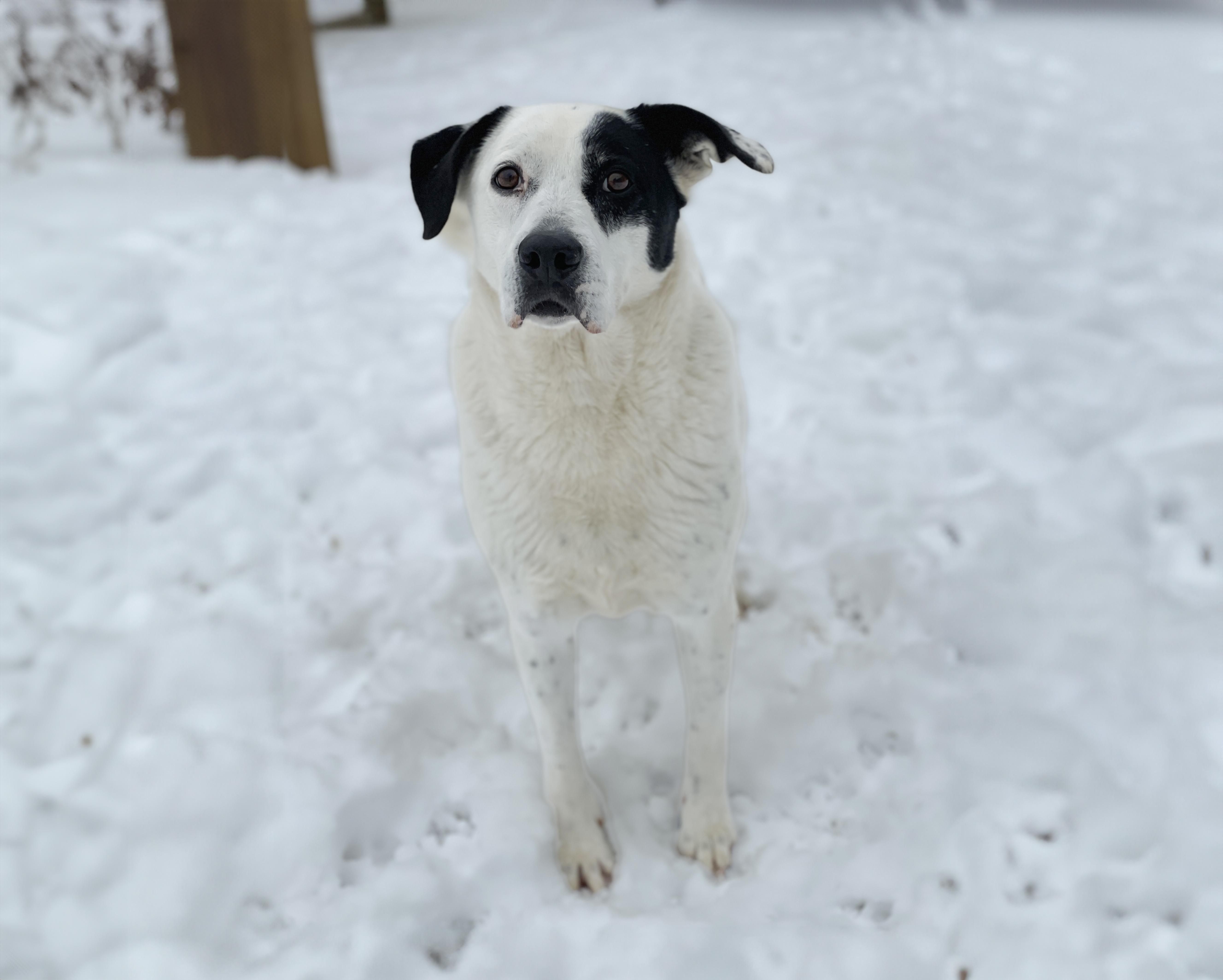 Enlarge Speckles, a Adoptable mixed breed in Charles Town, WV image 2/5