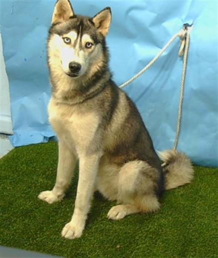 Enlarge YUKON, a Adoptable Siberian Husky in Gardena, CA image 1/1