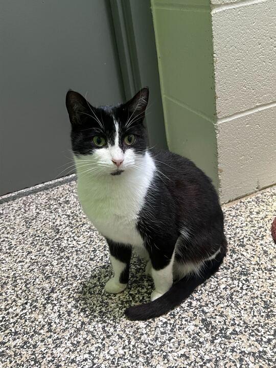 Enlarge Sweet Willa, a ADOPTABLE Tuxedo in Jackson, MI image 1/4