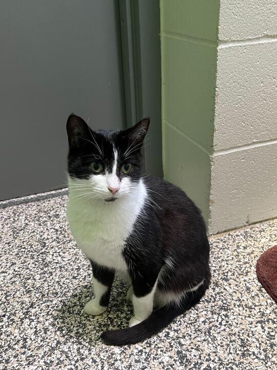 Enlarge Sweet Willa, a ADOPTABLE Tuxedo in Jackson, MI image 2/4
