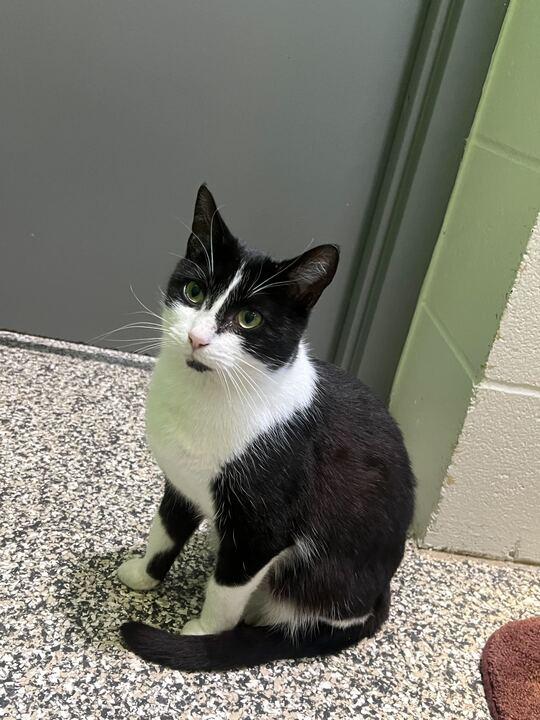Enlarge Sweet Willa, a ADOPTABLE Tuxedo in Jackson, MI image 3/4