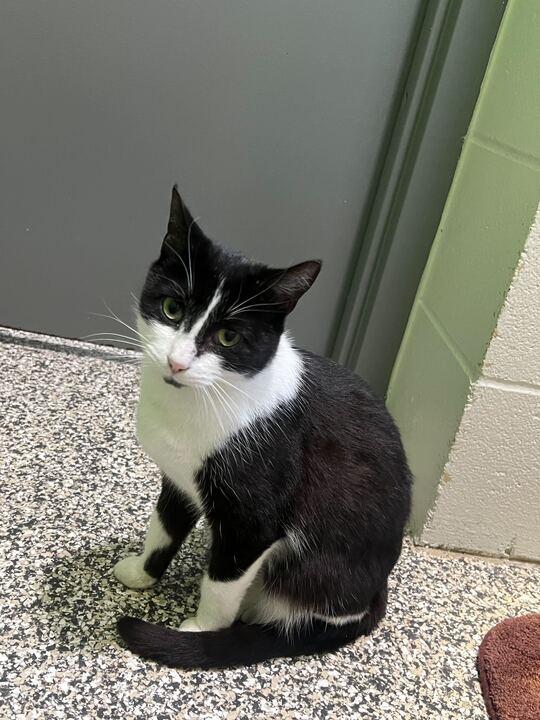 Enlarge Sweet Willa, a ADOPTABLE Tuxedo in Jackson, MI image 4/4