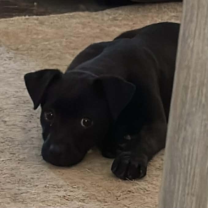 Enlarge TRAX, a Adoptable mixed breed in Cordova, TN image 2/4