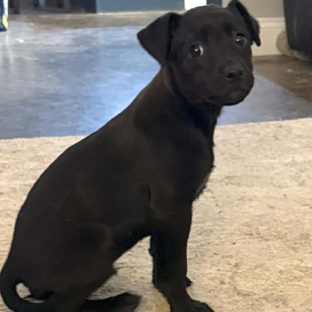 Enlarge TRAX, a Adoptable mixed breed in Cordova, TN image 3/4