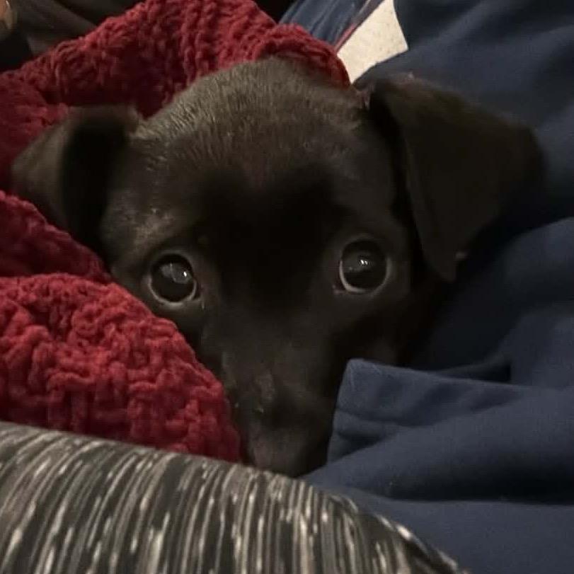 Enlarge TRAX, a Adoptable mixed breed in Cordova, TN image 4/4