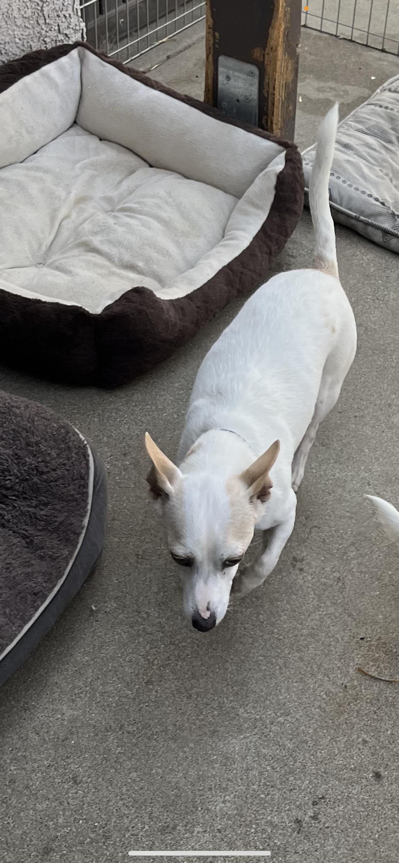 Baxter # 2 - The Precious Jack Russell