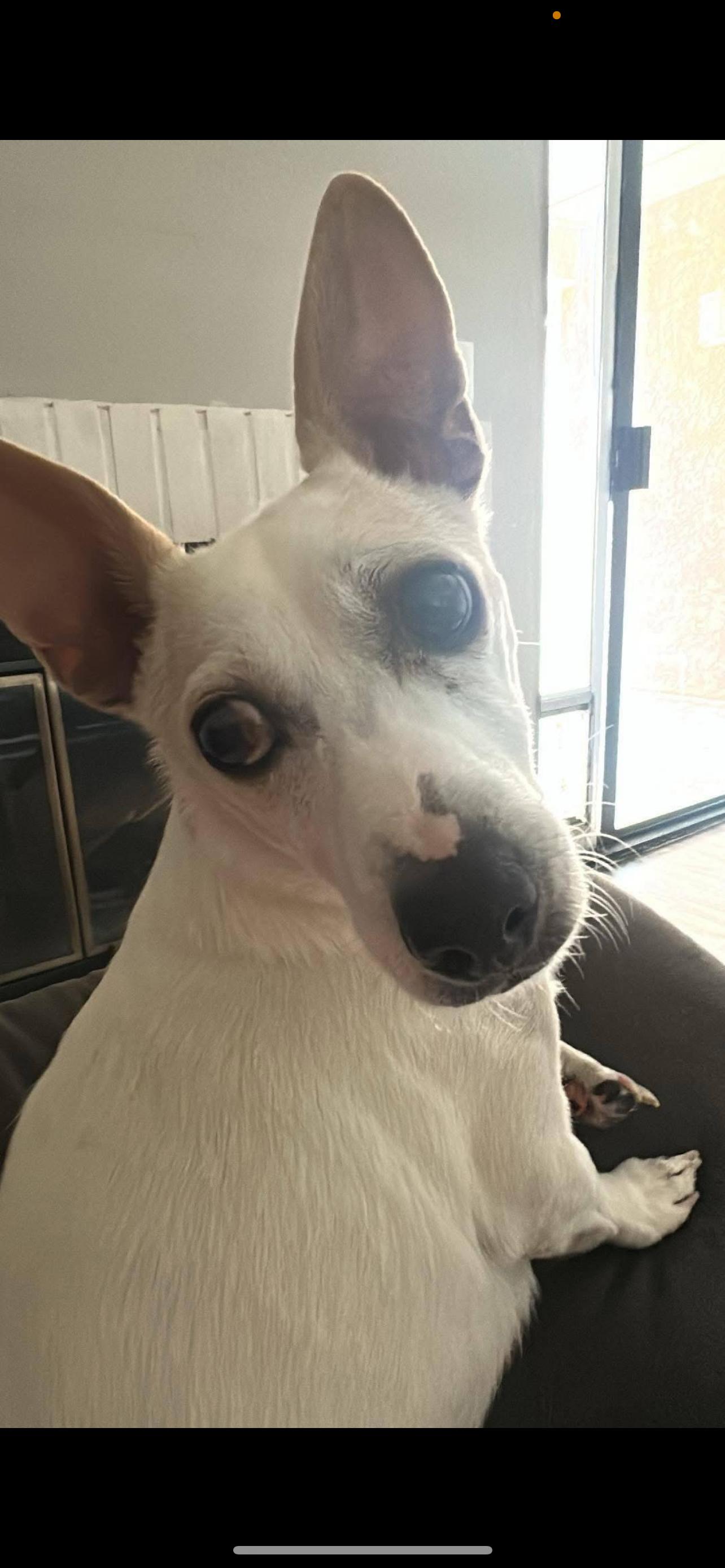 Baxter # 2 - The Precious Jack Russell, a Adoptable Jack Russell Terrier image 3/3