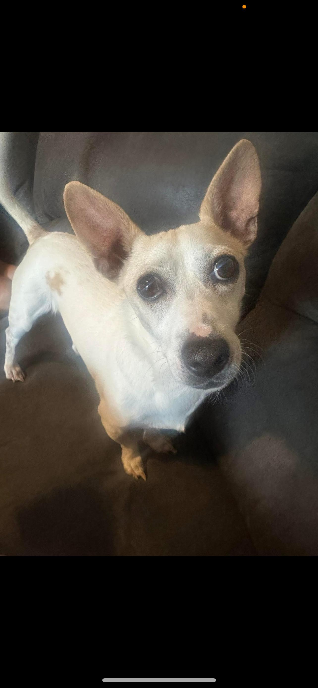 Baxter # 2 - The Precious Jack Russell, Adoptable, Adult Male Jack Russell Terrier.