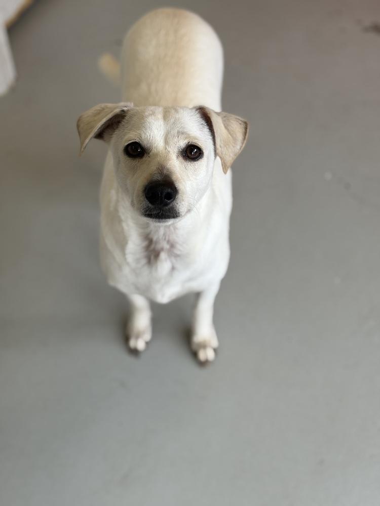 Buttercup #2575, Adoptable, Adult Female Italian Greyhound & Chihuahua.