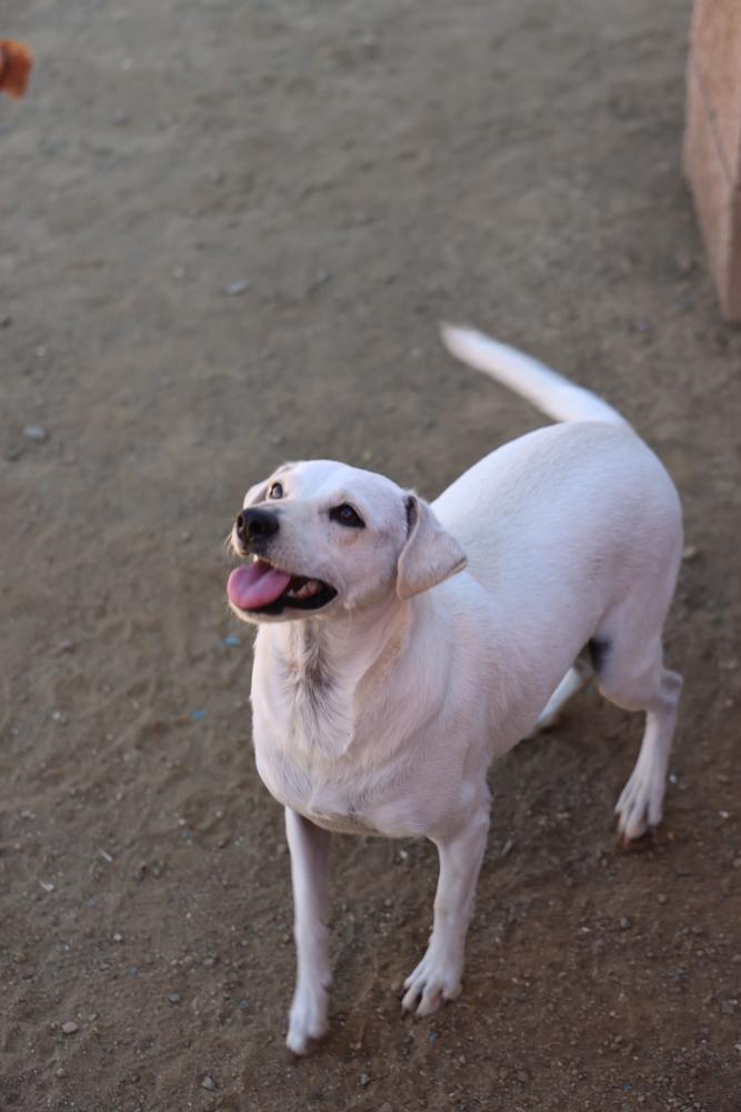 Enlarge Buttercup #2575, a Adoptable mixed breed in Studio City, CA image 2/6