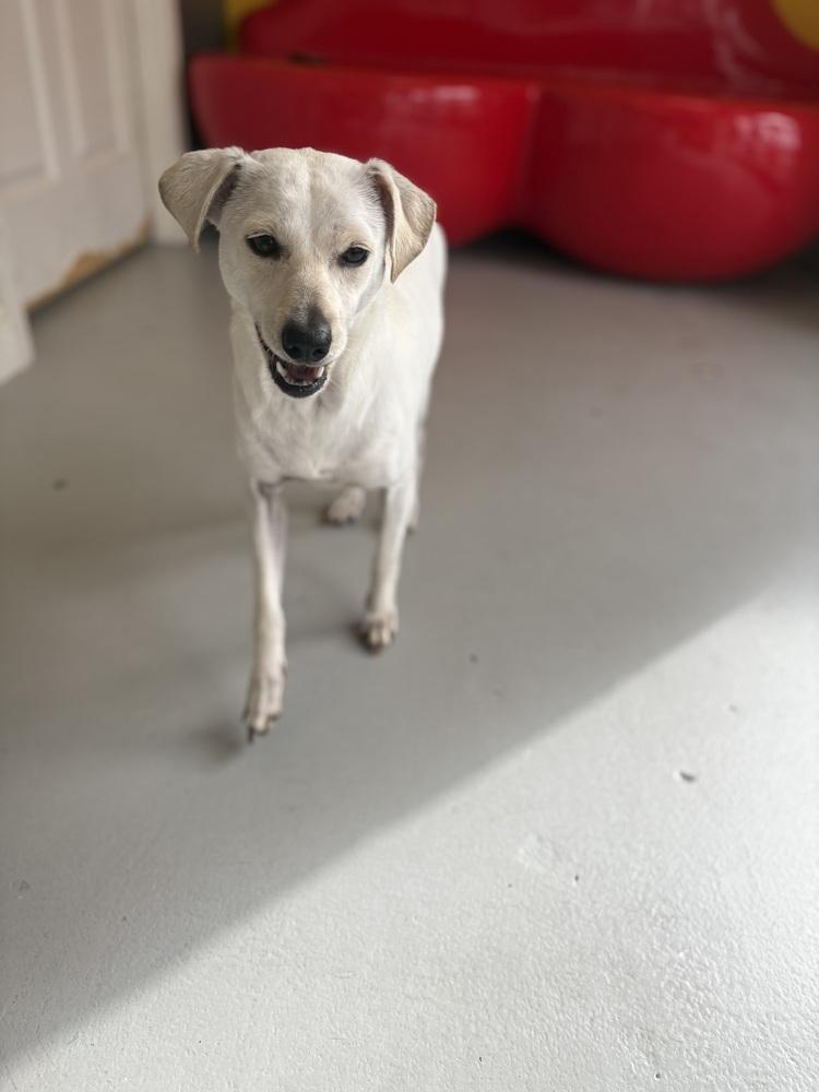 Enlarge Buttercup #2575, a Adoptable mixed breed in Studio City, CA image 2/6