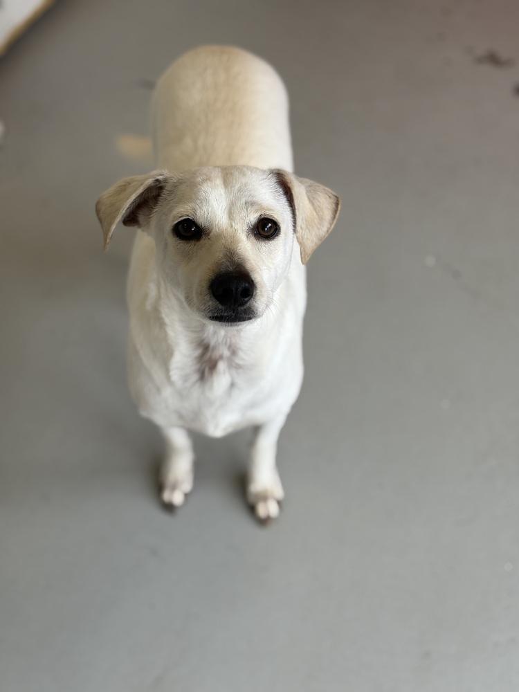 Enlarge Buttercup #2575, a Adoptable mixed breed in Studio City, CA image 3/6