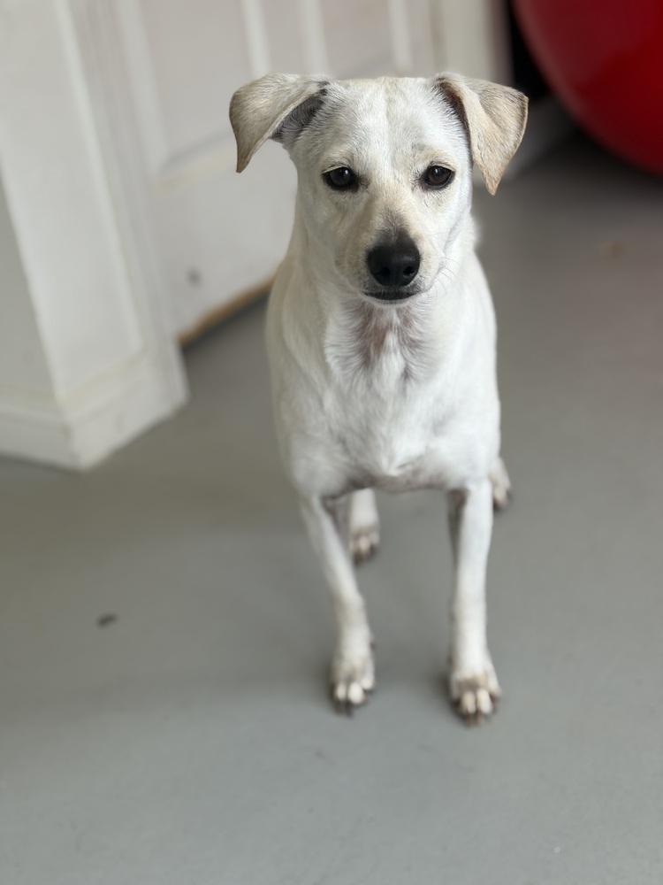 Enlarge Buttercup #2575, a Adoptable mixed breed in Studio City, CA image 5/6