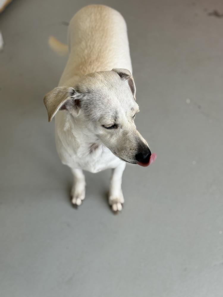 Enlarge Buttercup #2575, a Adoptable mixed breed in Studio City, CA image 6/6