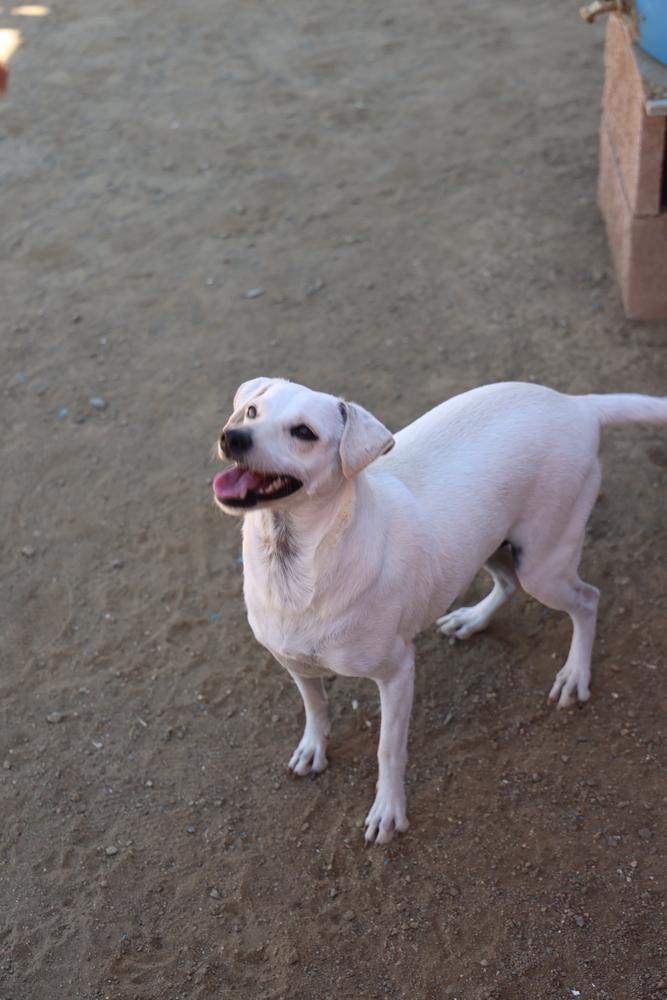 Enlarge Buttercup #2575, a Adoptable mixed breed in Studio City, CA image 6/6