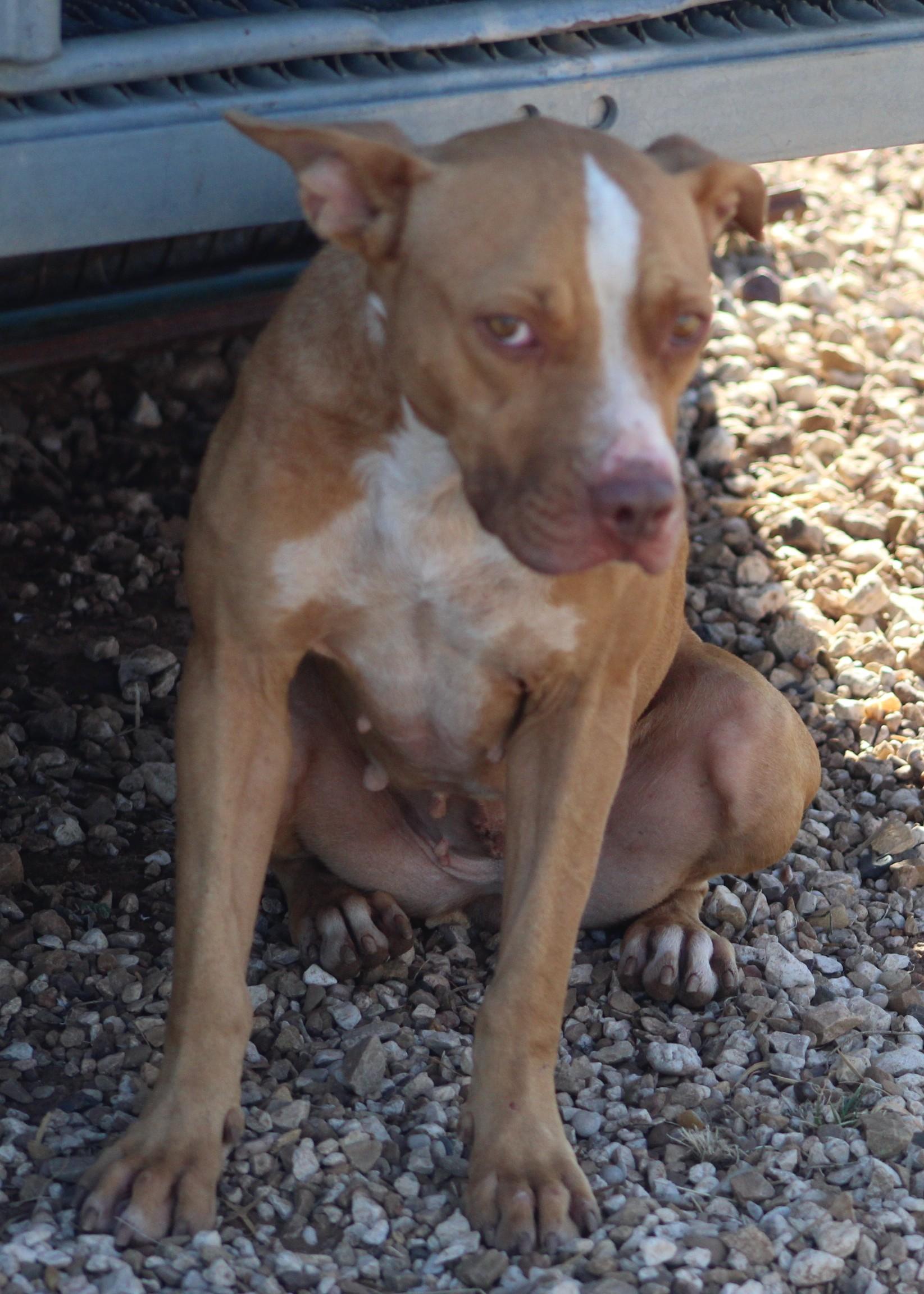 Sophie, a Adoptable mixed breed in Post, TX image 2/6