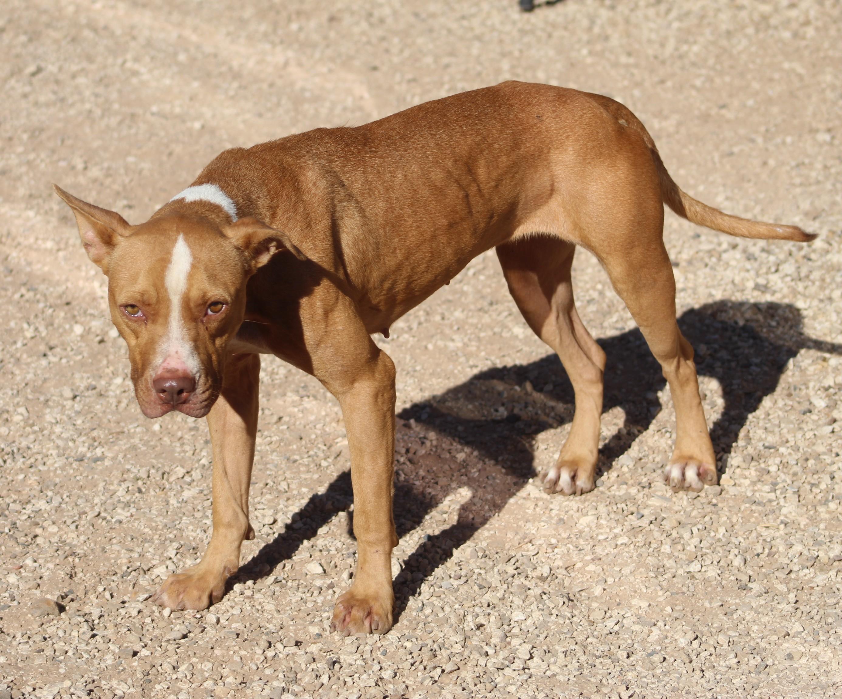 Sophie, a Adoptable mixed breed in Post, TX image 3/6