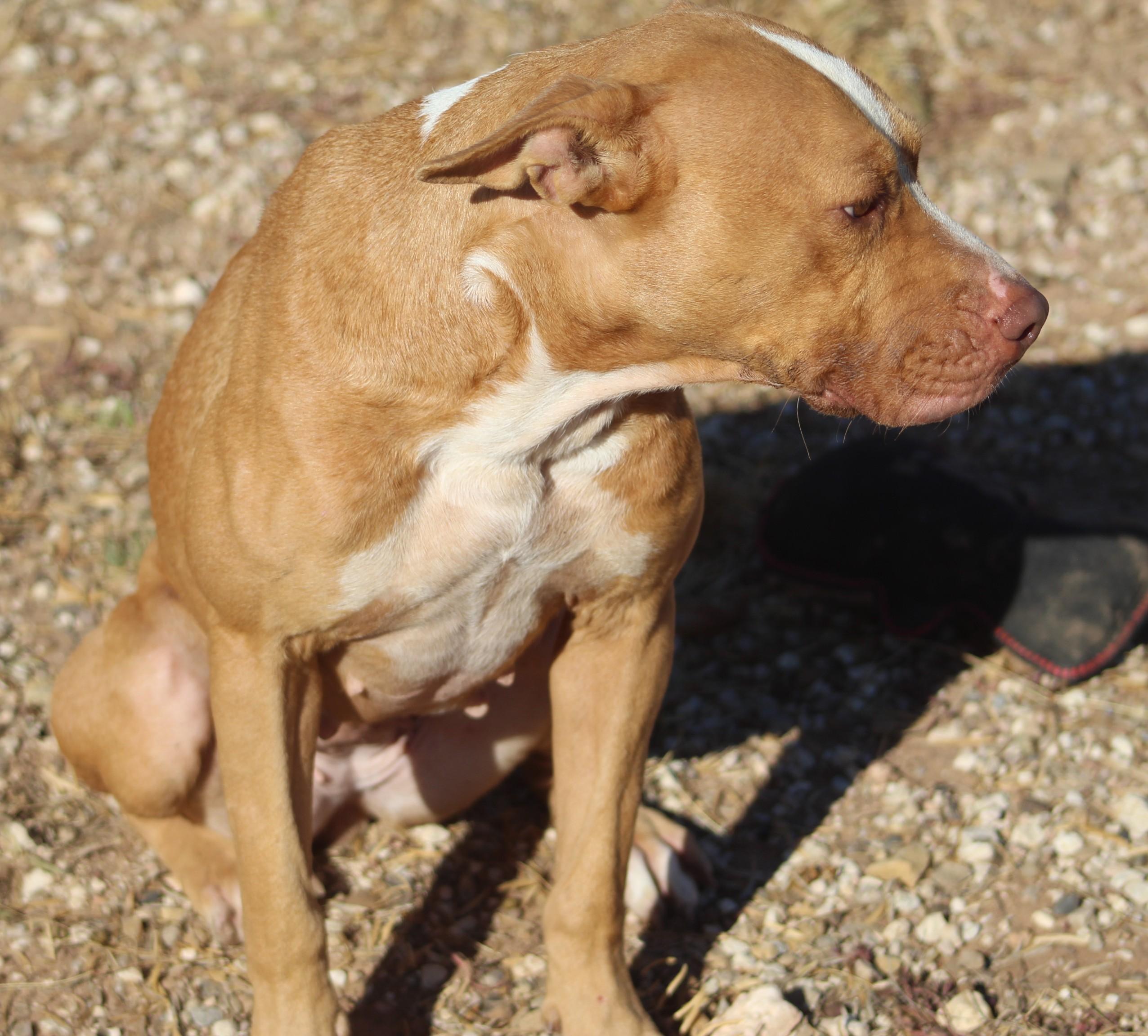 Sophie, a Adoptable mixed breed in Post, TX image 4/6