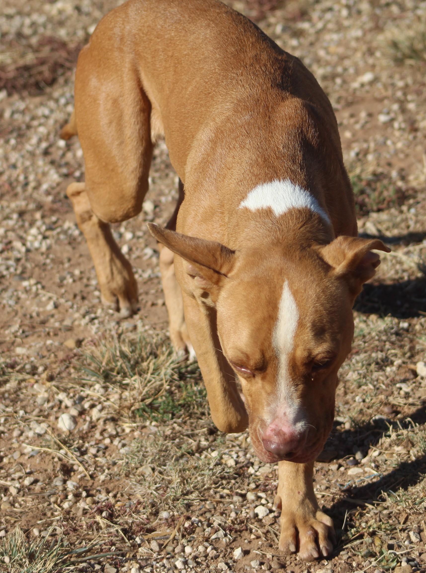 Sophie, a Adoptable mixed breed in Post, TX image 5/6