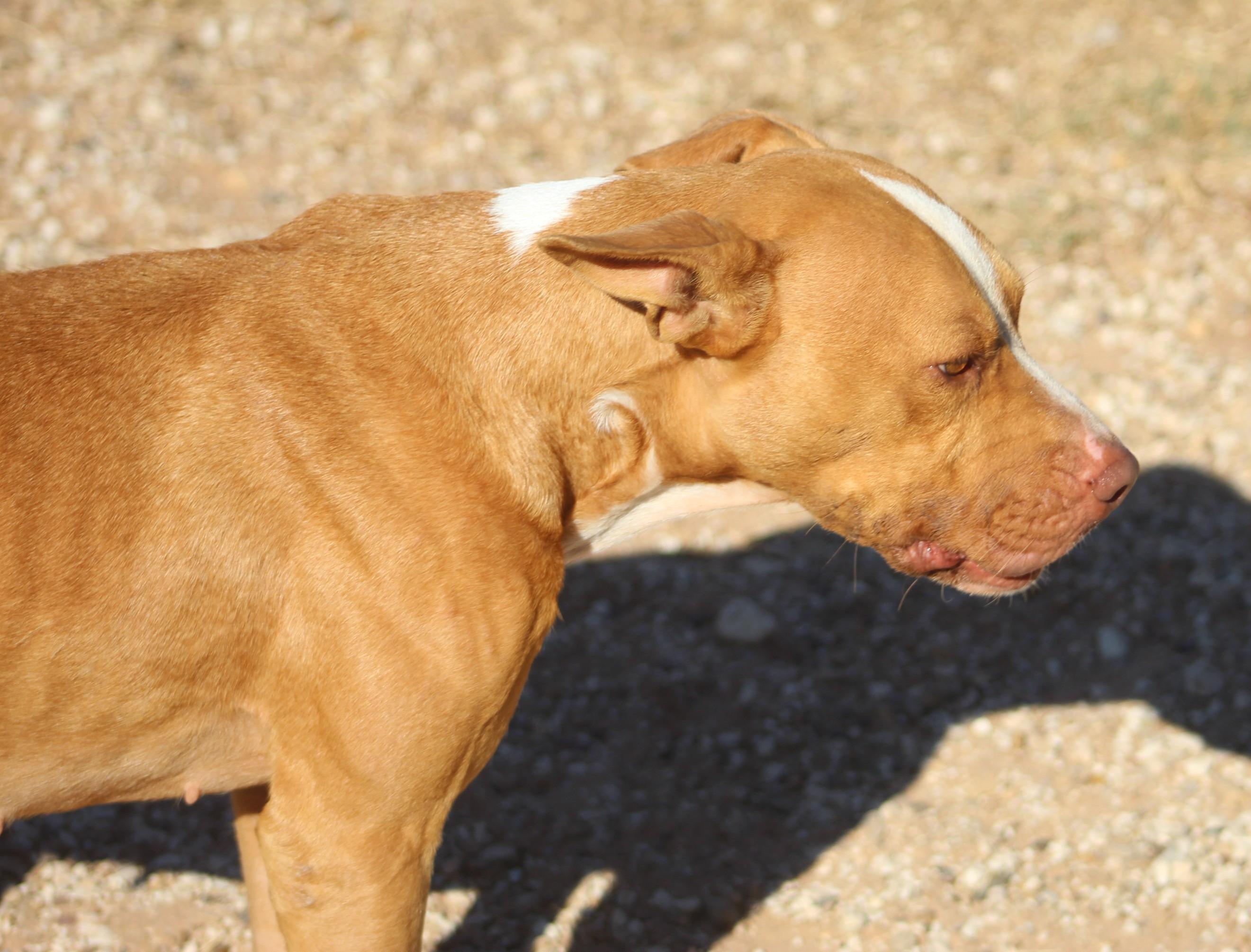 Sophie, a Adoptable mixed breed in Post, TX image 6/6