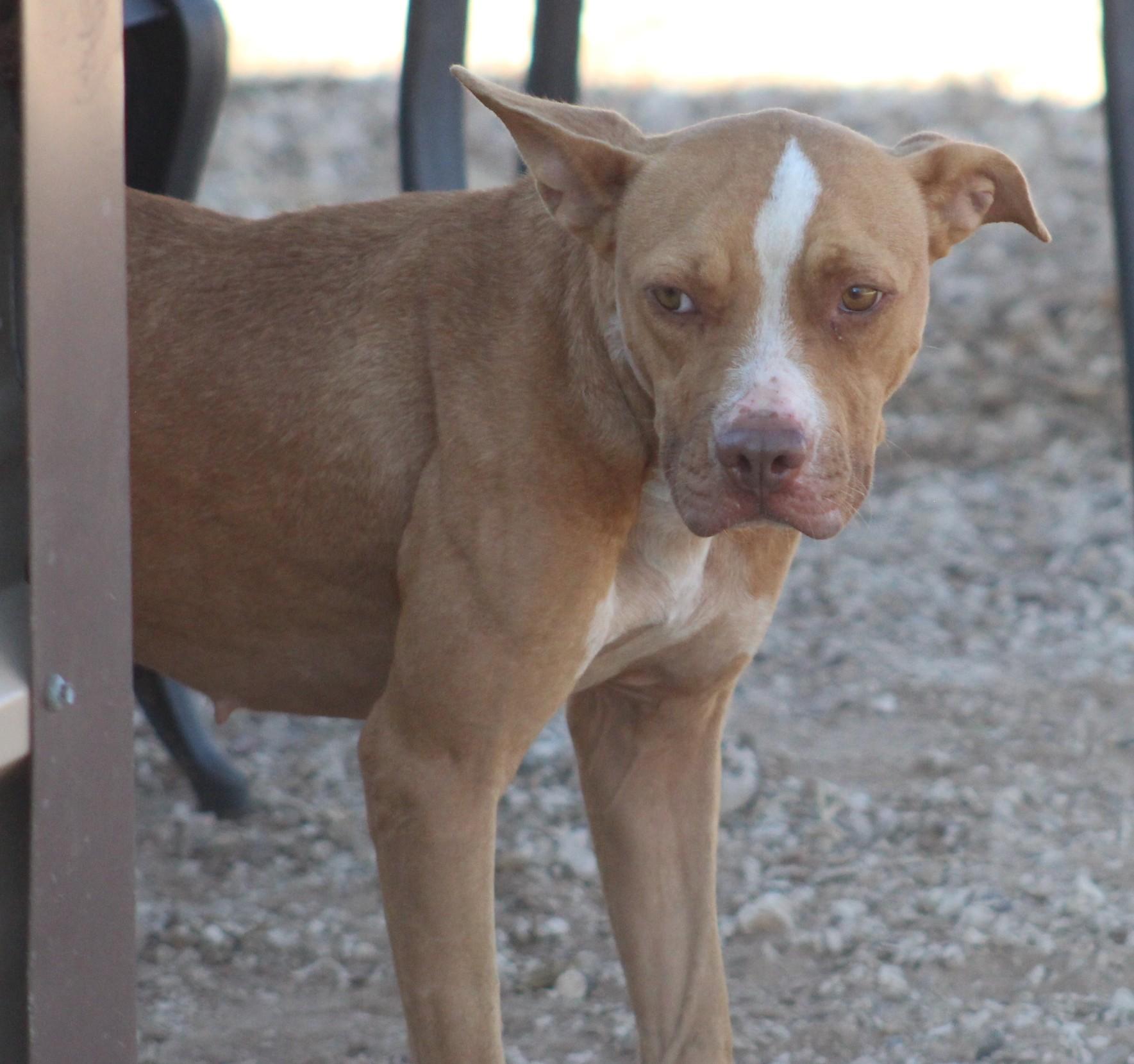 Sophie, a Adoptable mixed breed in Post, TX image 1/6