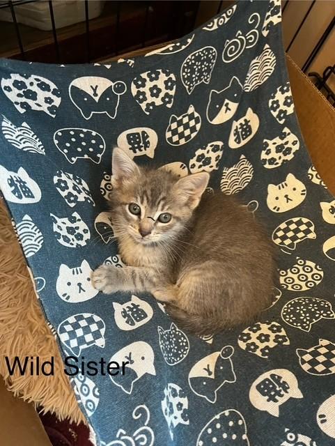 kittens photo 3