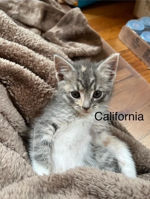 kittens photo 2