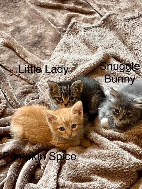kittens photo 1