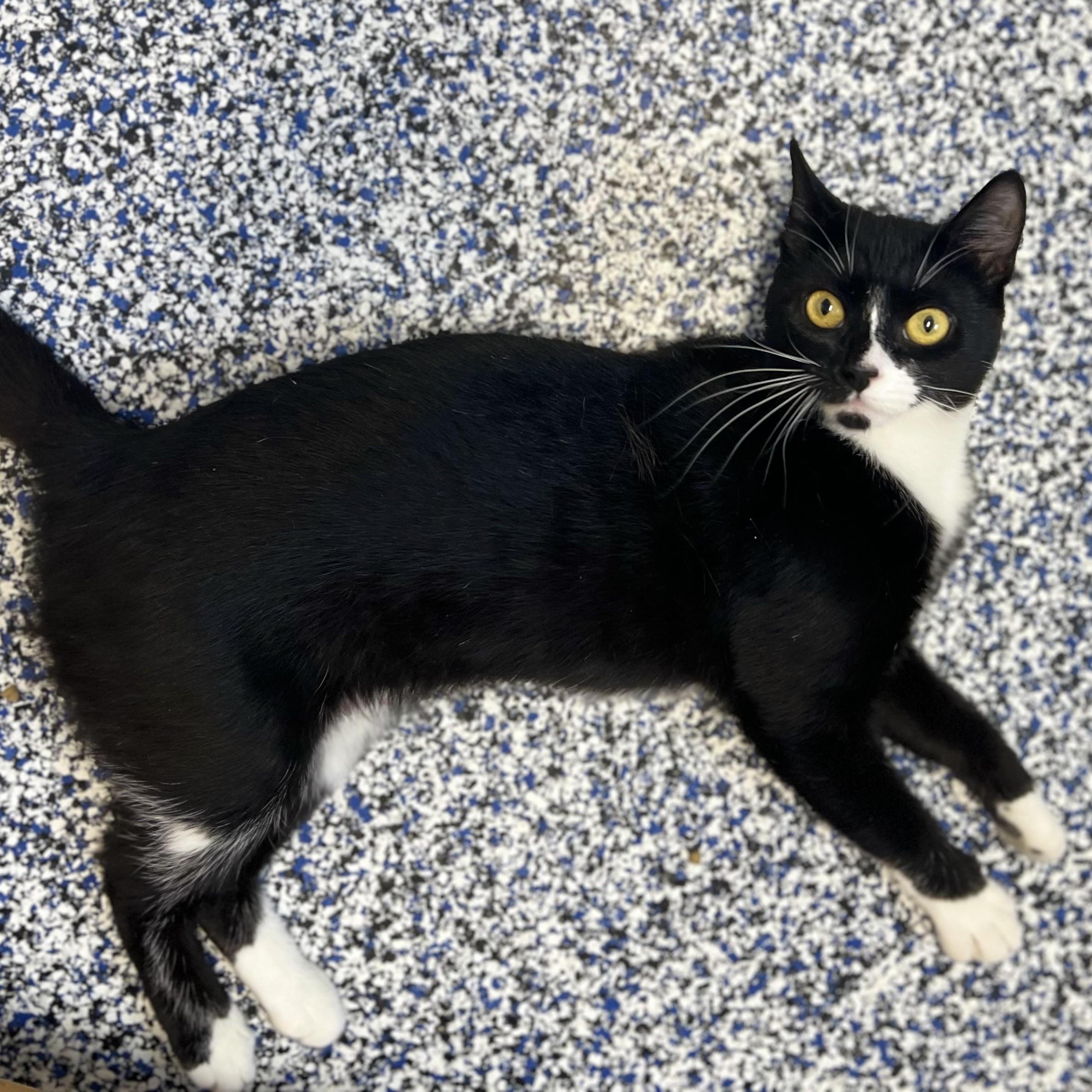 Poppy, adoptable, Adult Female Domestic Short Hair.
