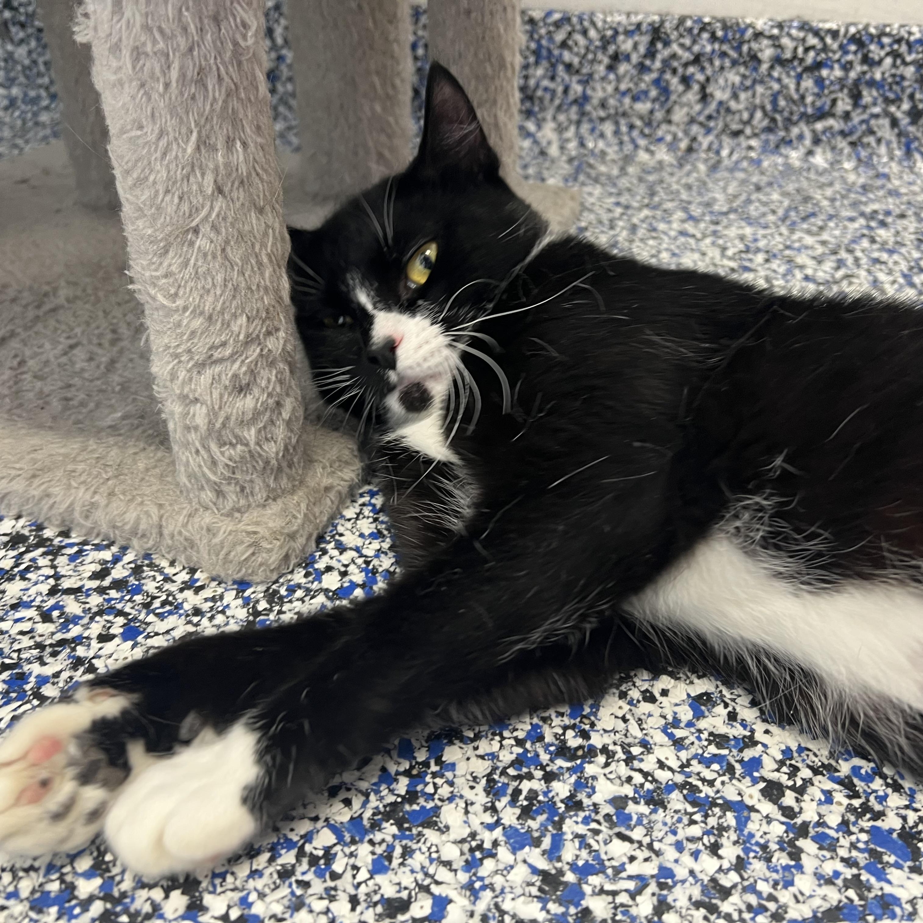 Enlarge Poppy, an adoptable Domestic Short Hair in St Stephen, NB image 3/4