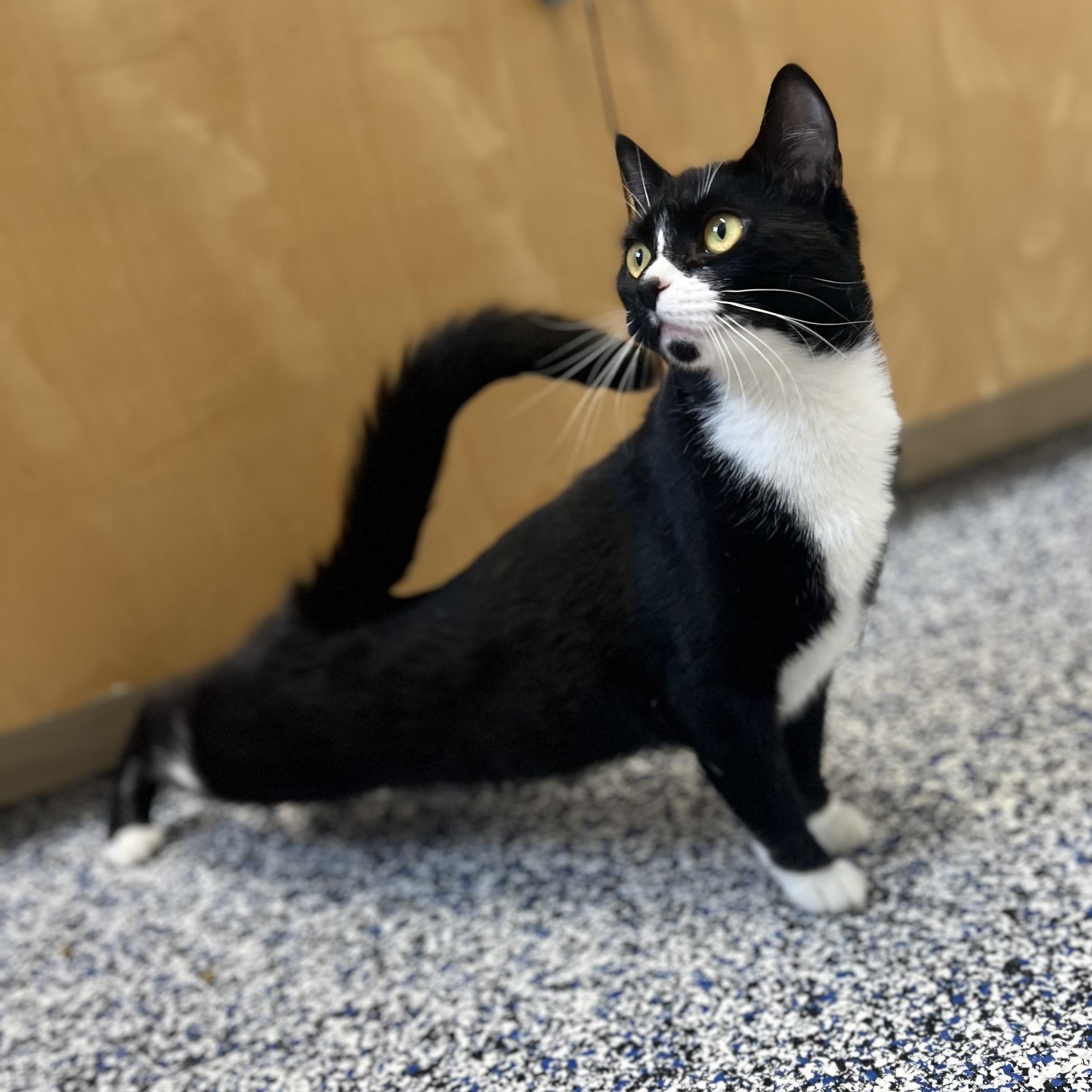 Enlarge Poppy, an adoptable Domestic Short Hair in St Stephen, NB image 4/4