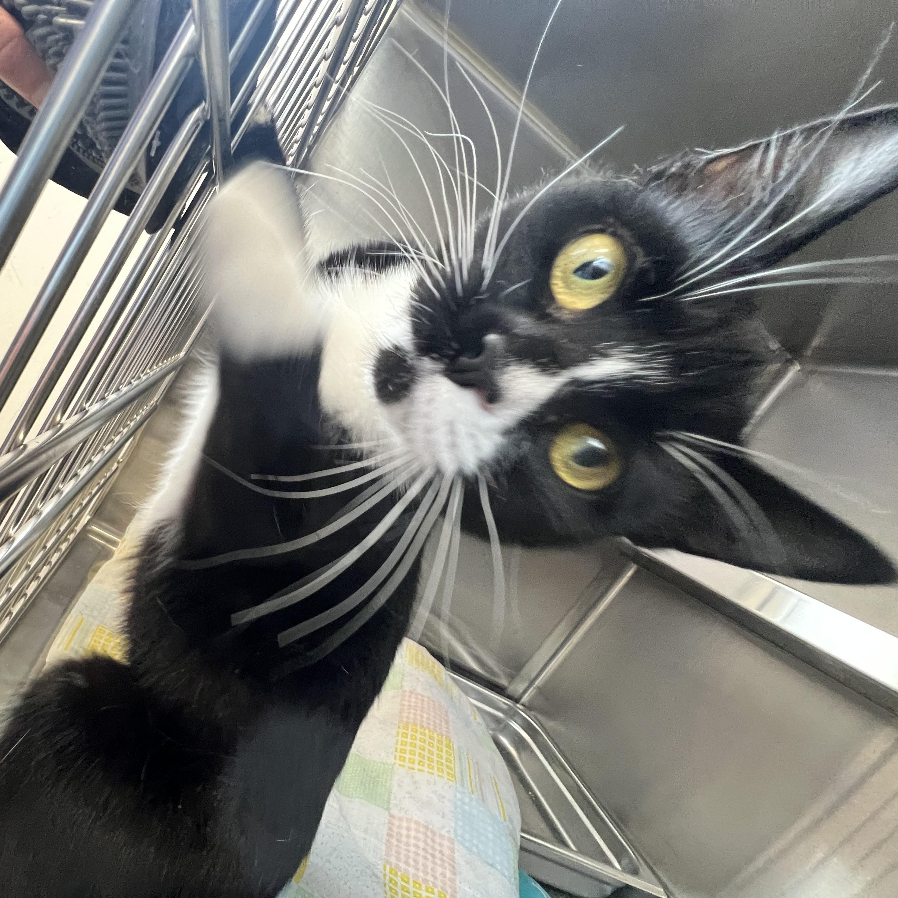 Enlarge Poppy, an adoptable Domestic Short Hair in St Stephen, NB image 2/4