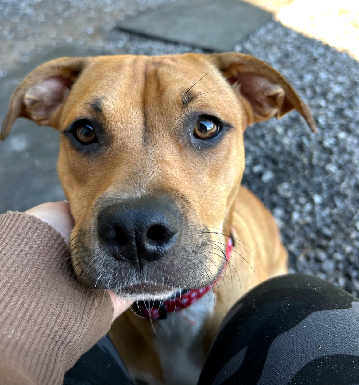 Dog for adoption Lilac, a Pit Bull Terrier in New Boston, NH Petfinder