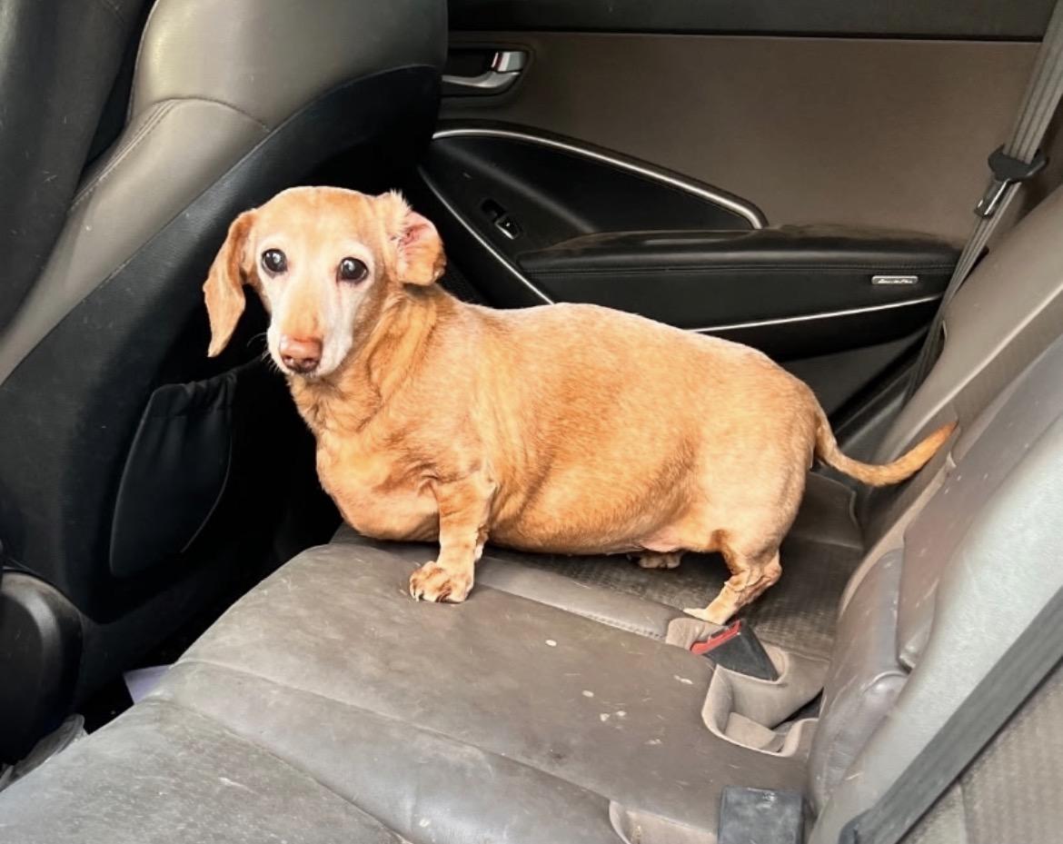 Peaches, Adoptable, Senior Female Miniature Dachshund.