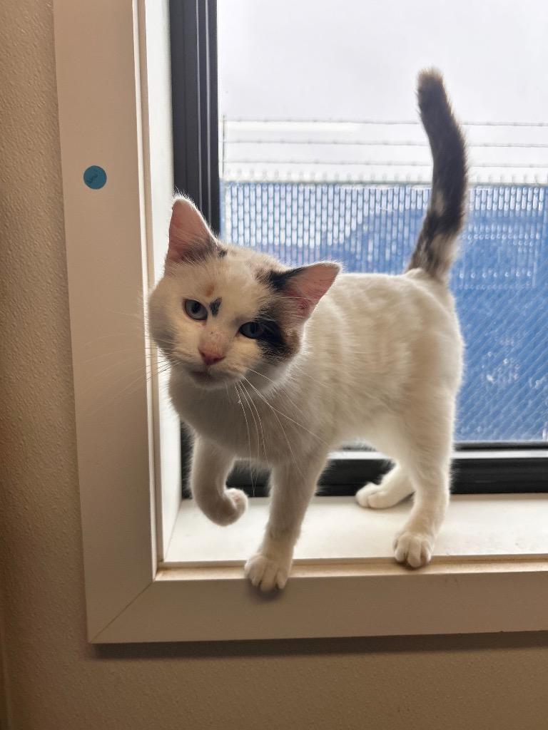 Posie, Adoptable, Adult Female Domestic Short Hair.