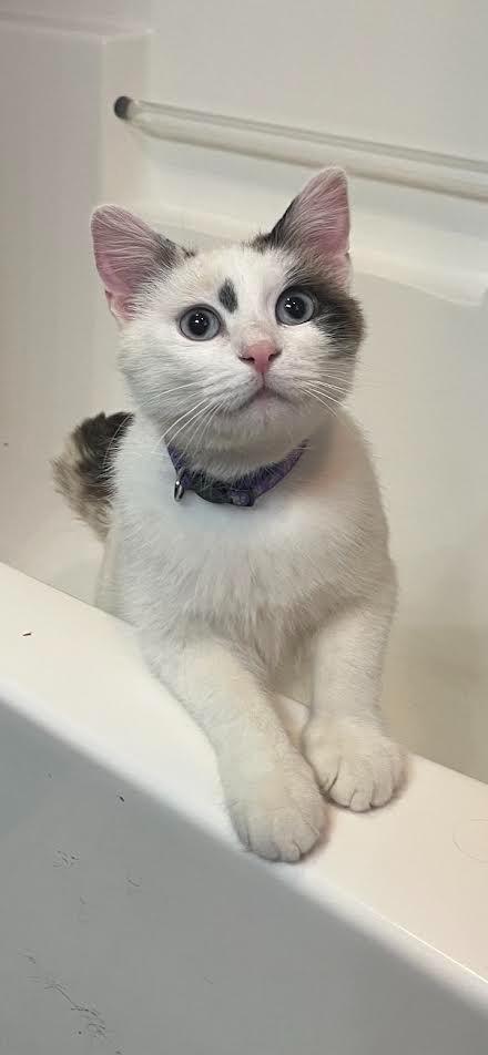 Posie, Adoptable, Adult Female Domestic Short Hair.
