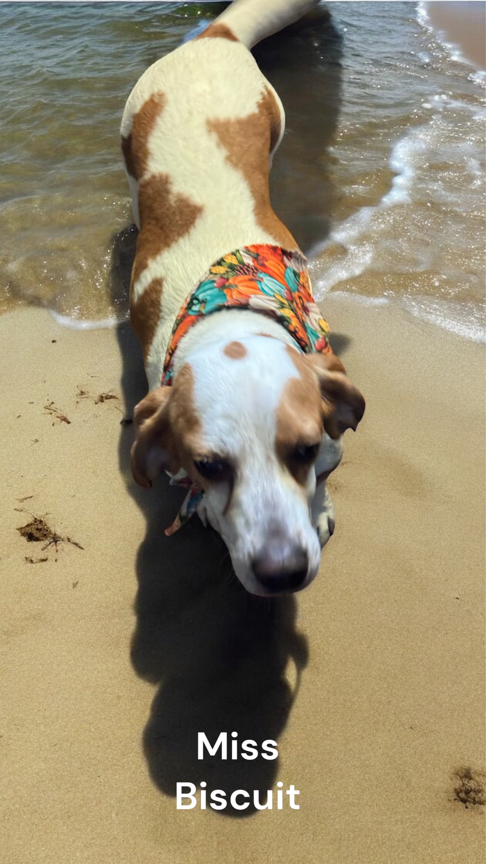 Miss Biscuit, Adopted, Adult Female Beagle.