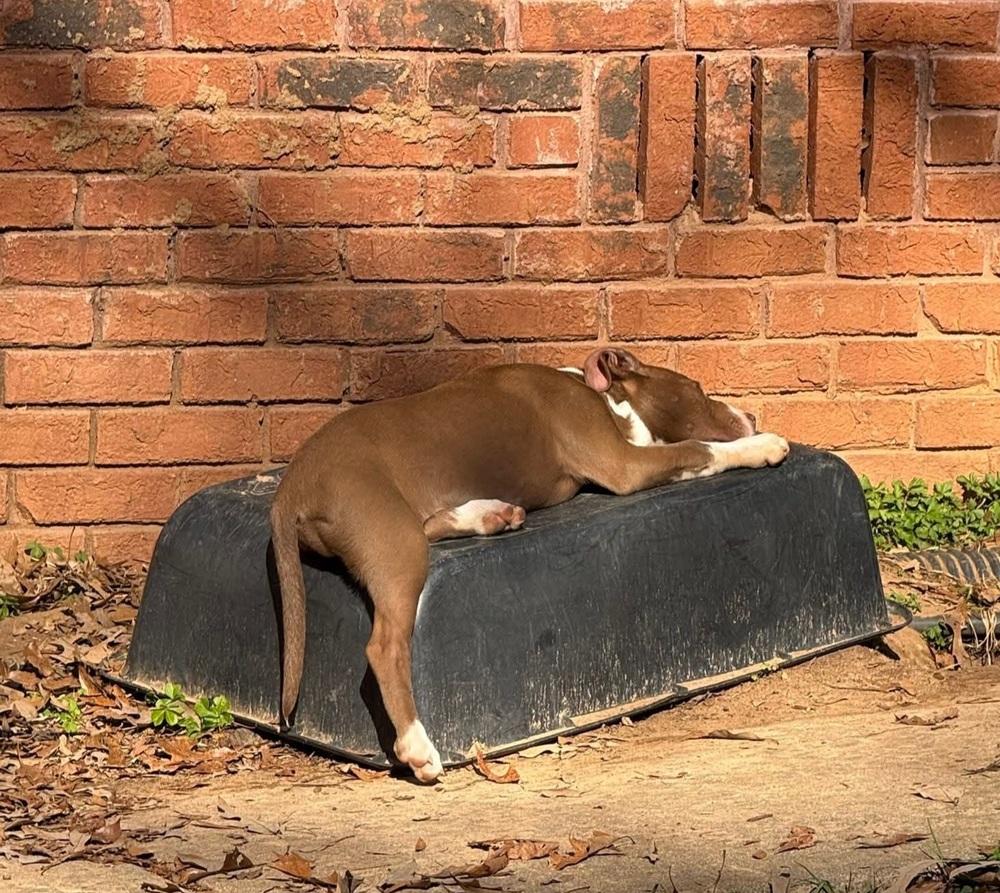 Apple Cider, Adoptable, Puppy Female Labrador Retriever & Terrier.