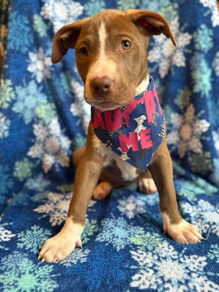 Enlarge Apple Cider, a Adoptable mixed breed in WARNER ROBINS, GA image 1/5