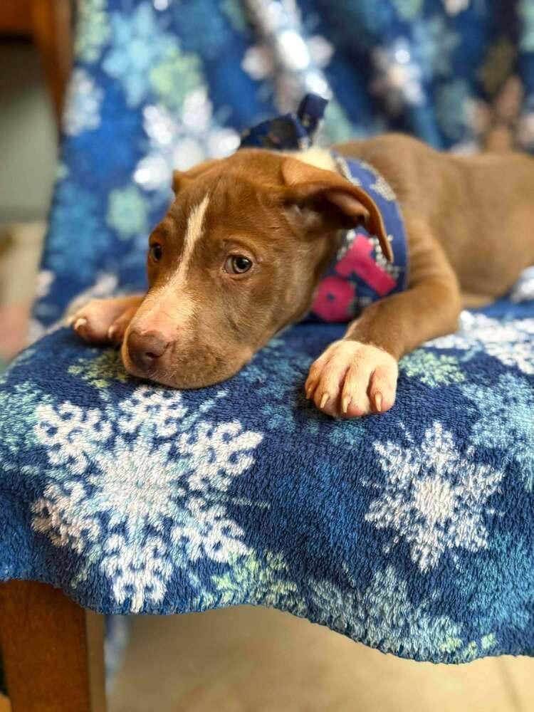 Enlarge Apple Cider, a Adoptable mixed breed in WARNER ROBINS, GA image 2/5