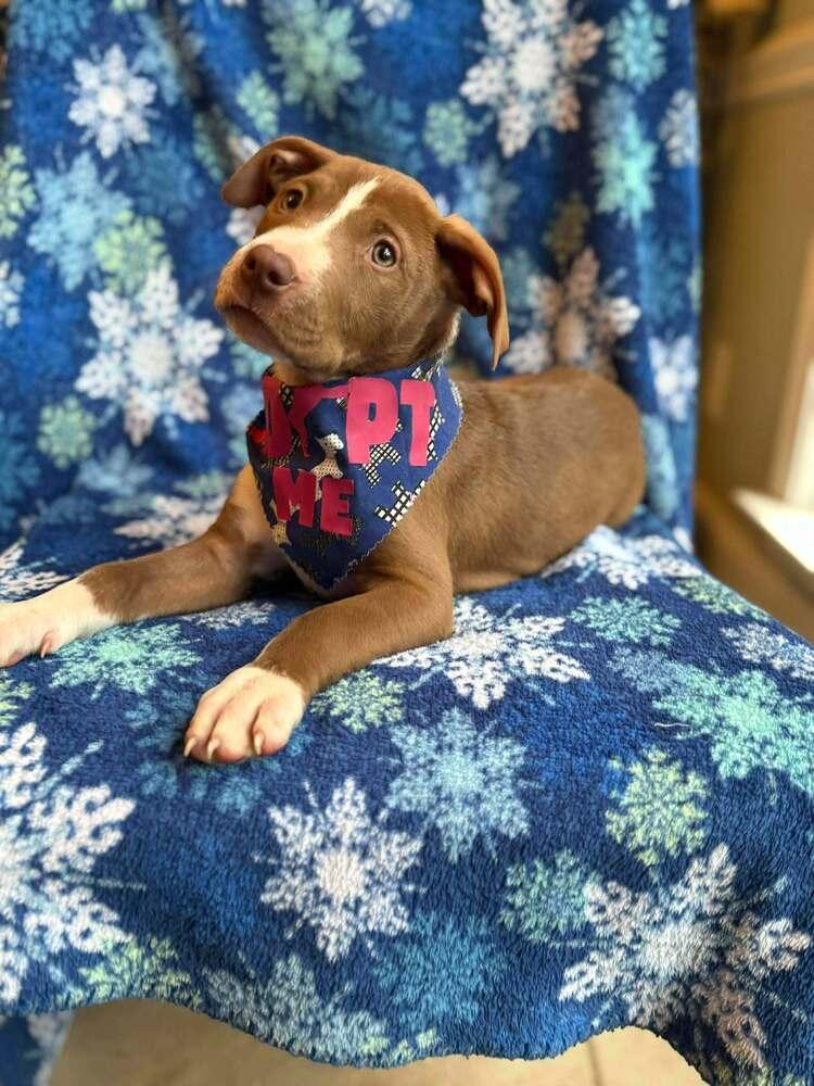 Enlarge Apple Cider, a Adoptable mixed breed in WARNER ROBINS, GA image 4/5