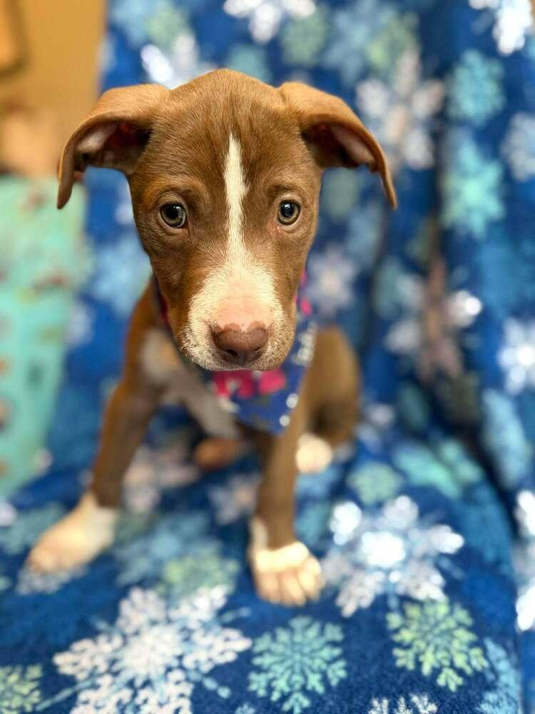 Enlarge Apple Cider, a Adoptable mixed breed in WARNER ROBINS, GA image 5/5