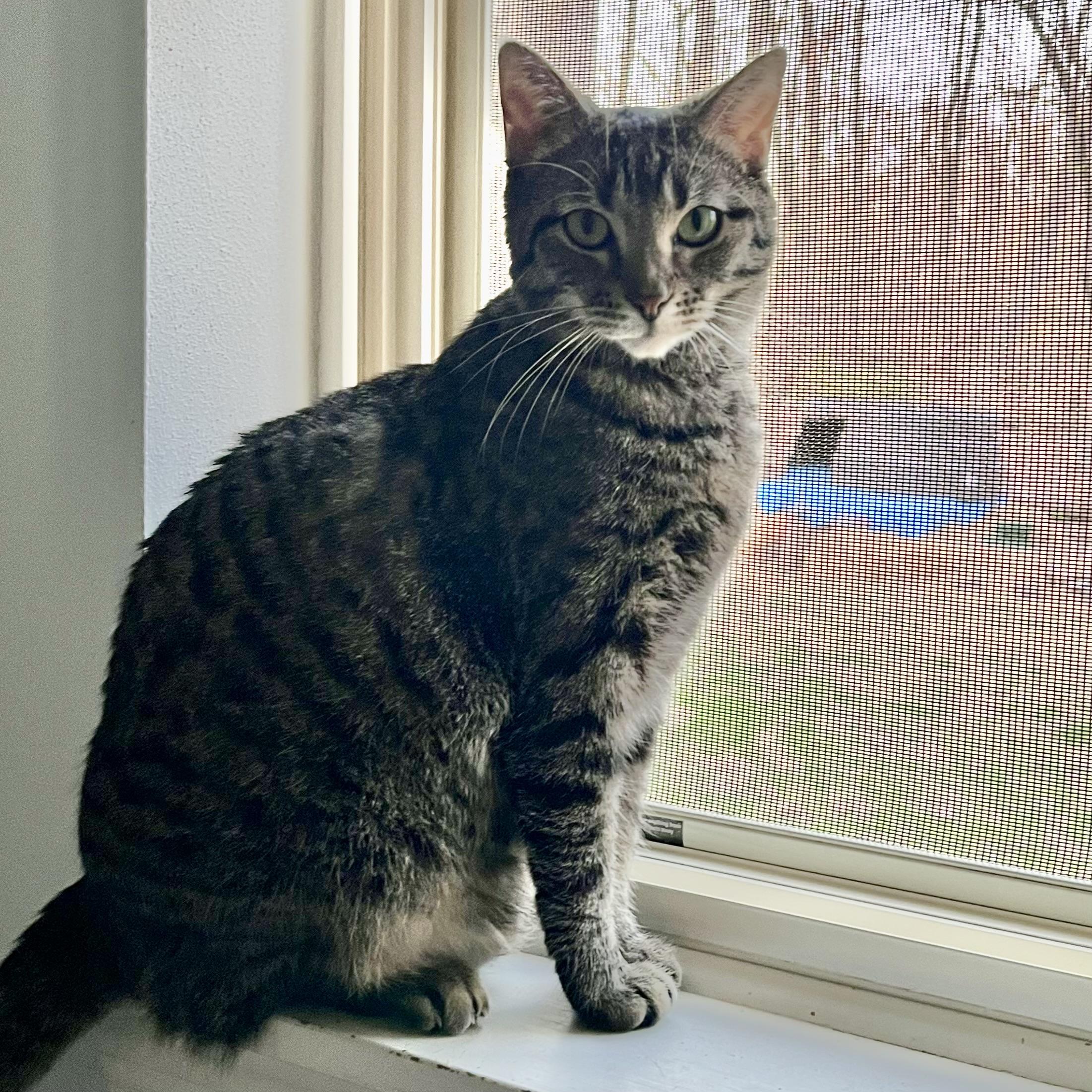 Enlarge Baxter, a Adoptable Domestic Short Hair in Lake Geneva, WI image 3/6