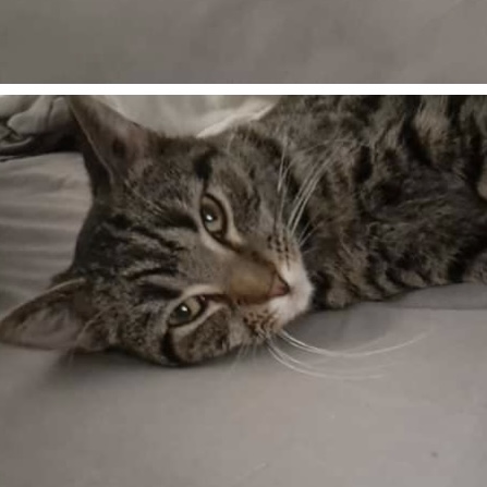 Enlarge Baxter, a Adoptable Domestic Short Hair in Lake Geneva, WI image 5/6