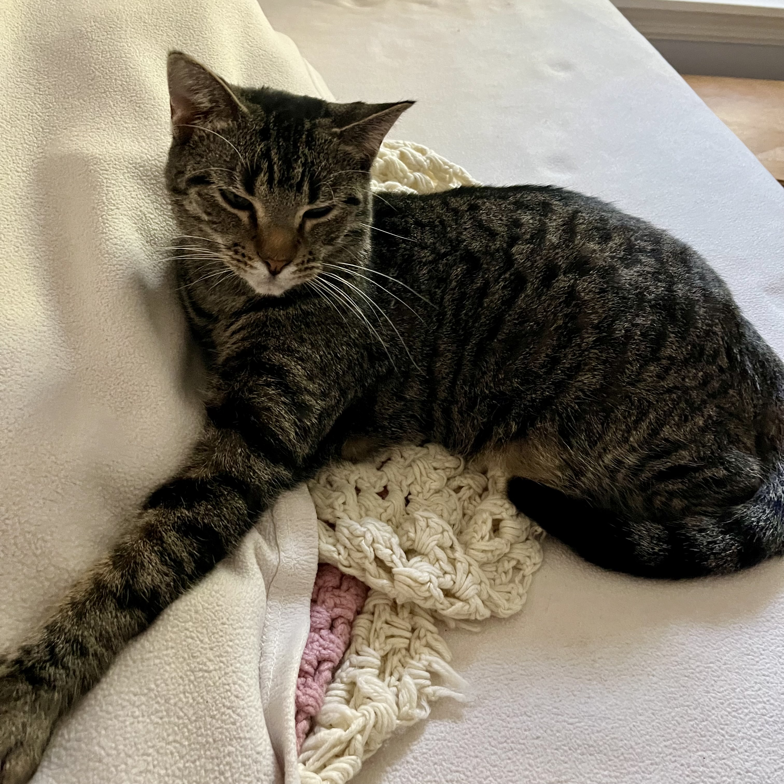 Enlarge Baxter, a Adoptable Domestic Short Hair in Lake Geneva, WI image 1/6