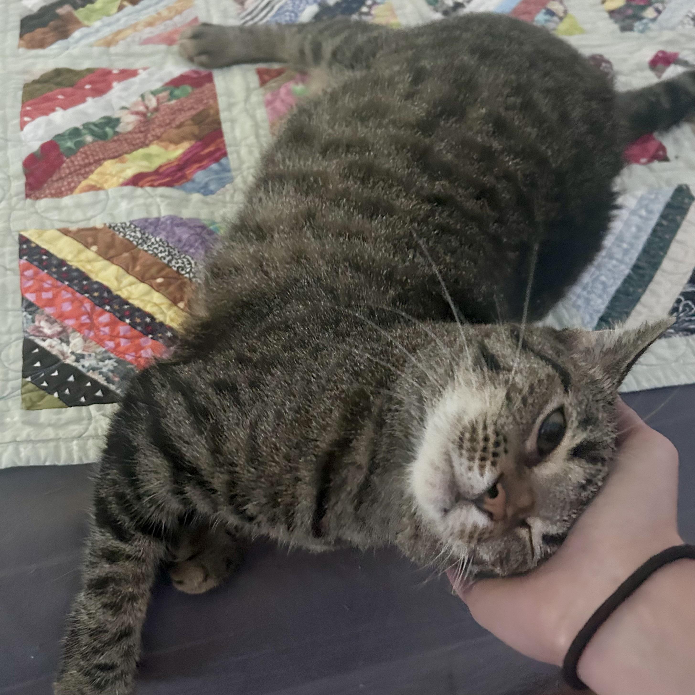 Baxter, an adoptable Domestic Short Hair in Lake Geneva, WI, 53147 | Photo Image 2