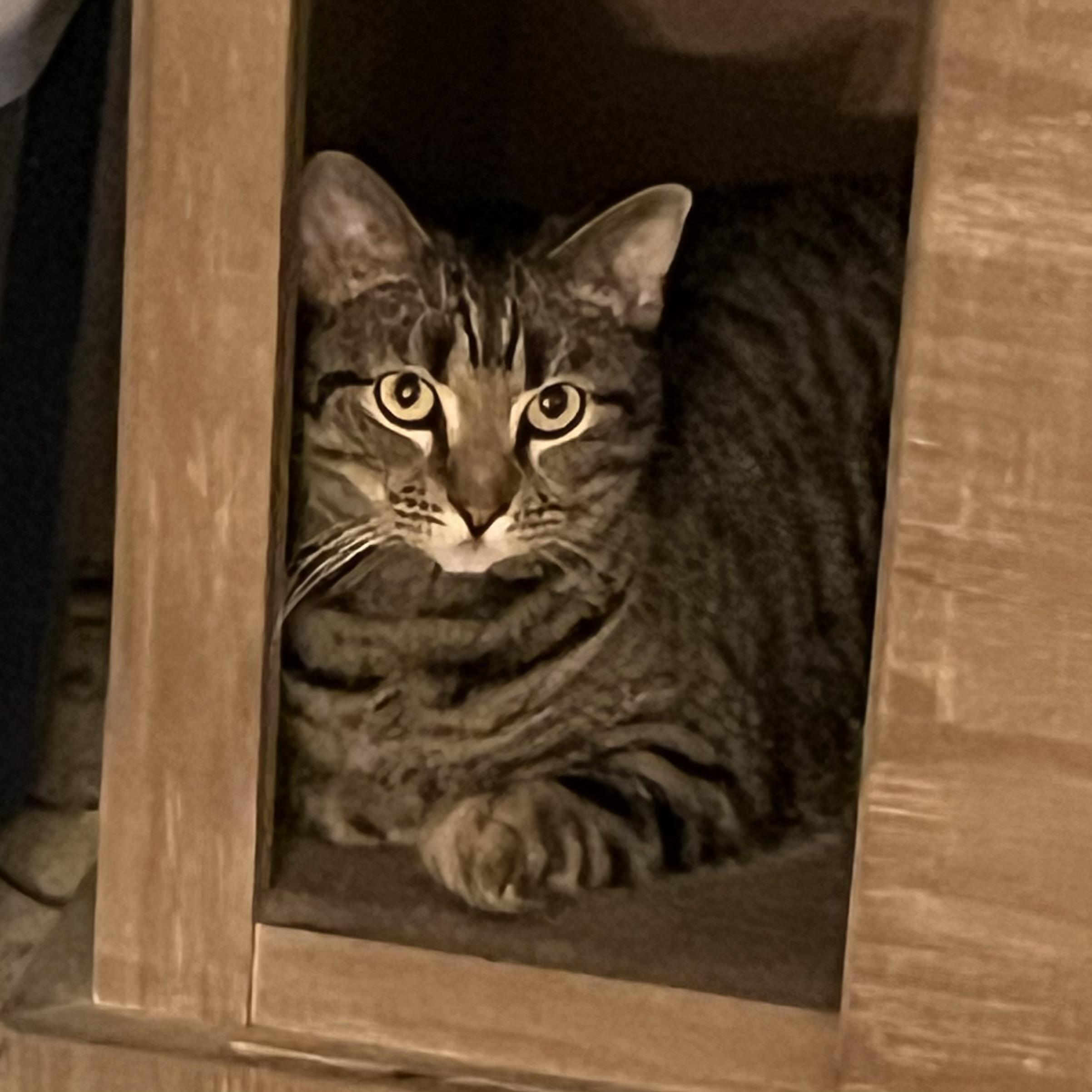 Enlarge Baxter, a Adoptable Domestic Short Hair in Lake Geneva, WI image 4/6